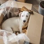 Moving With Pets Sarasota FL
