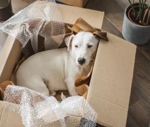 Moving With Pets Sarasota FL