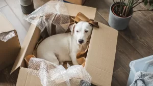 Moving With Pets Sarasota FL