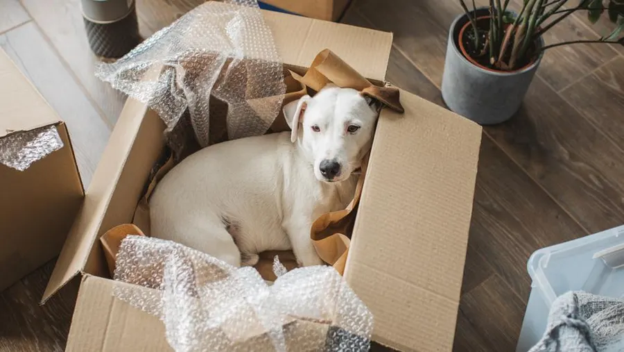 Moving With Pets Sarasota FL